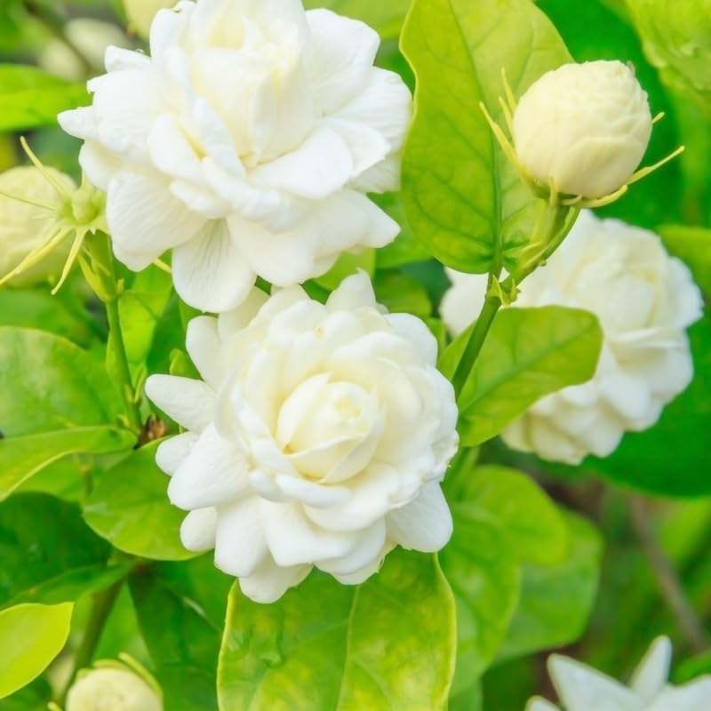 Grand Duke of Tuscany Jasmine Plants Live, Arabian Jasmine Plant Indoor, Fragrant Jasmines Flowers 4 to 7 Inch
