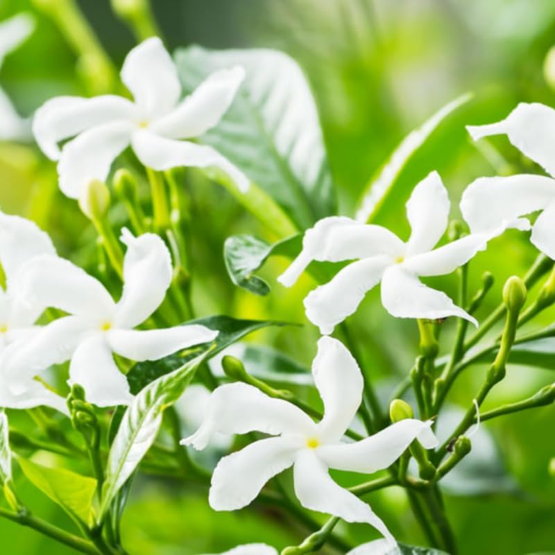 2 Green Confederate Star Jasmine Plants Live, Climbing Jasmine Indoor Outdoor Live, Fragrant, 5-9" in Tall, No Pot, Hardy and Fast-Growing