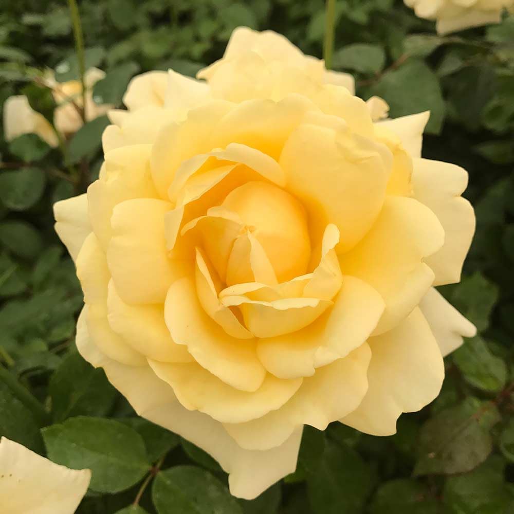 Heirloom Roses Hybrid Tea Rose Bush - Eleganza® Winter Sun Live Yellow Plant for Outdoor Planting