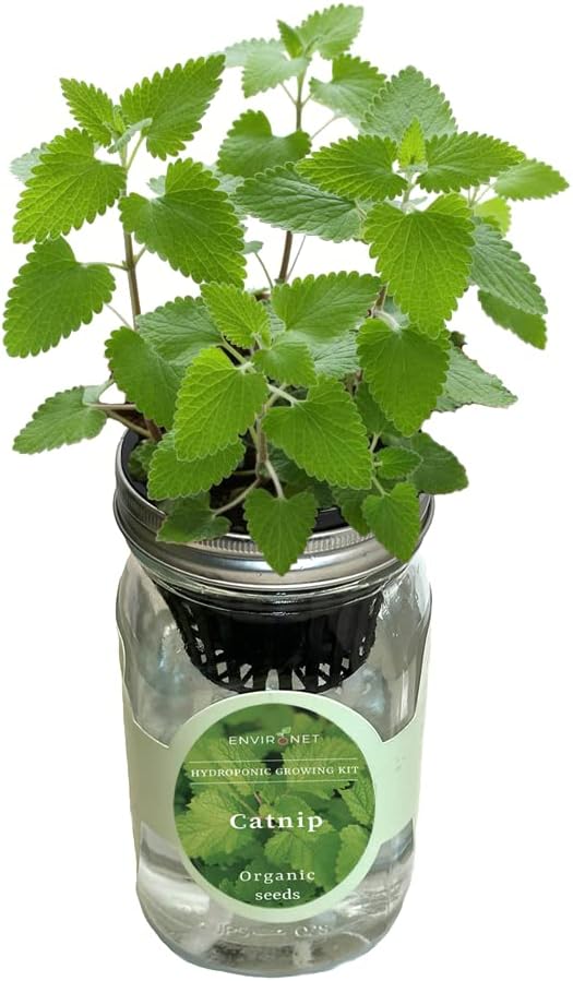 Hydroponic Herb Growing Kit, Self-Watering Mason Jar Herb Garden Starter Kit Indoor, Grow Your Own Herbs from Seeds (Catnip)