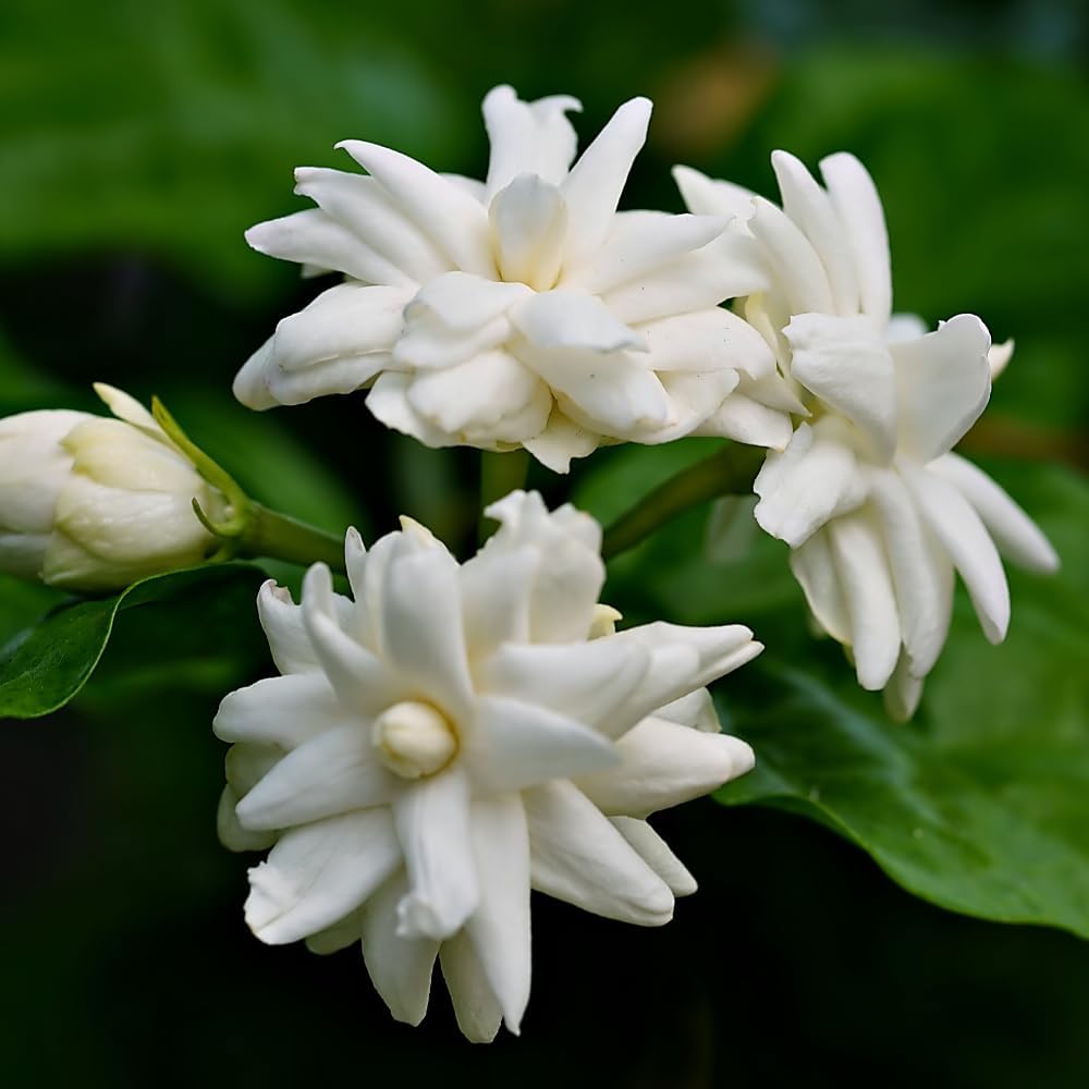 Maid of Orleans Jasmine Plants Live, Arabian Jasmine Plant Indoor, Fragrant Jasmines Flowers 4 to 7 Inch