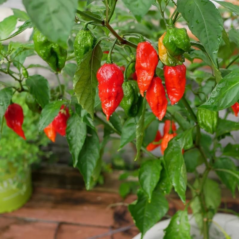 Pack 2 Red Ghost Pepper Plants, Live Red Ghost Pepper Plants, Live Ghost Peppers, Ghost Pepper Plants for Growing, 80 Days Old Plants
