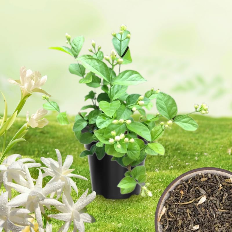 2 Belle of India Jasmine Plants Live, Climbing Jasmine Indoor Outdoor Live, Fragrant, 5-9" in Tall, No Pot, Hardy and Fast-Growing