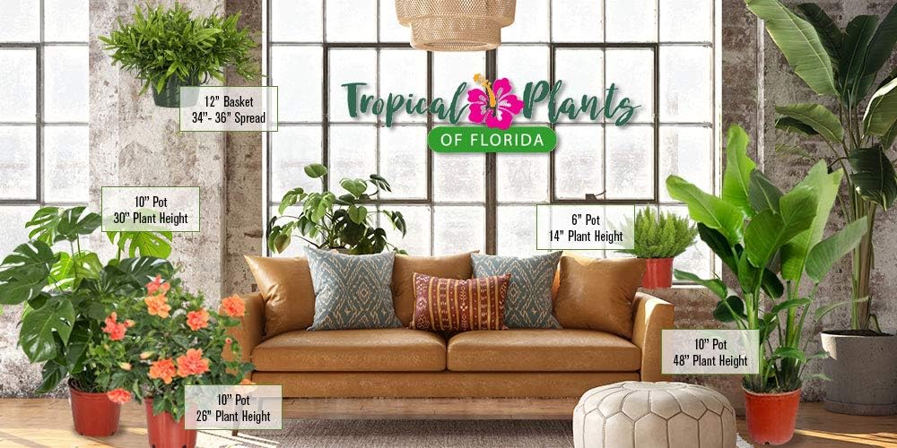 Hibiscus Plant Live - Double Red Hibiscus Bush - Flowering Plants - Red - Overall Height 26" to 28" - Tropical Plants of Florida (Plant Only)