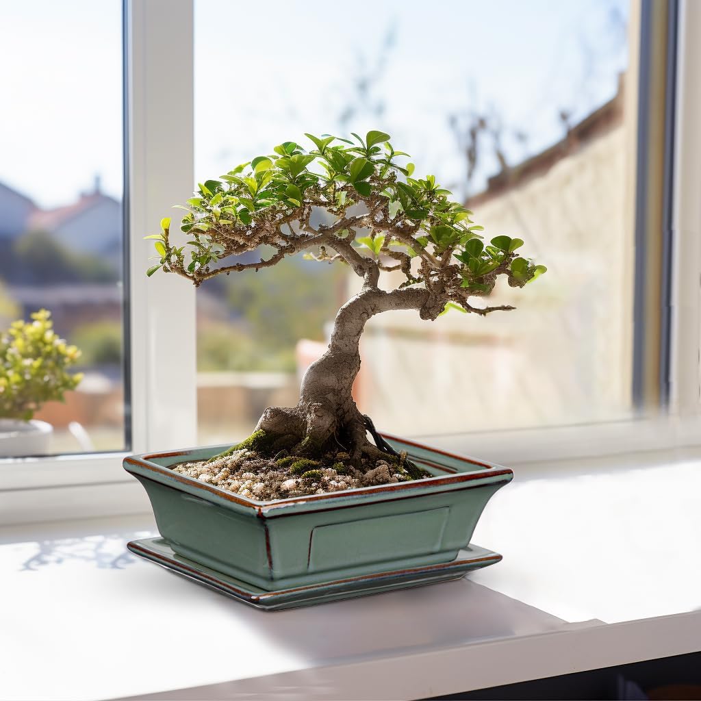 Ceramic Bonsai Pots with Drainage Trays Set of 2, Green Glazed Bonsai Planters for Indoor/Outdoor Use, Rectangular Shallow Bonzai Tree Pot for Succulent, Orchids, Cacti, Home, Patio, Garden, 7.5"x5.5"
