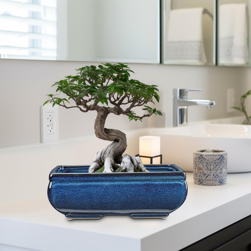 Set of 2 Blue Glazed Ceramic Bonsai Pots, 9.8" & 7.4" Rectangular Bonsai Pots Planters with Drainage for Indoor/Outdoor Plants, Shallow Bonzie Tree Pot for Succulents, Cacti, Orchids, Herbs, Flowers