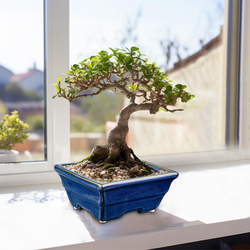 Bonsai Pots Shallow Succulent Planters for Live Bonsai Trees Set of 2, 6.3" Ceramic Pot for Succulents Indoor with Drainage Hole, Outdoor Cactus Plant Bonsai Pot,Ceramic Flower Pot