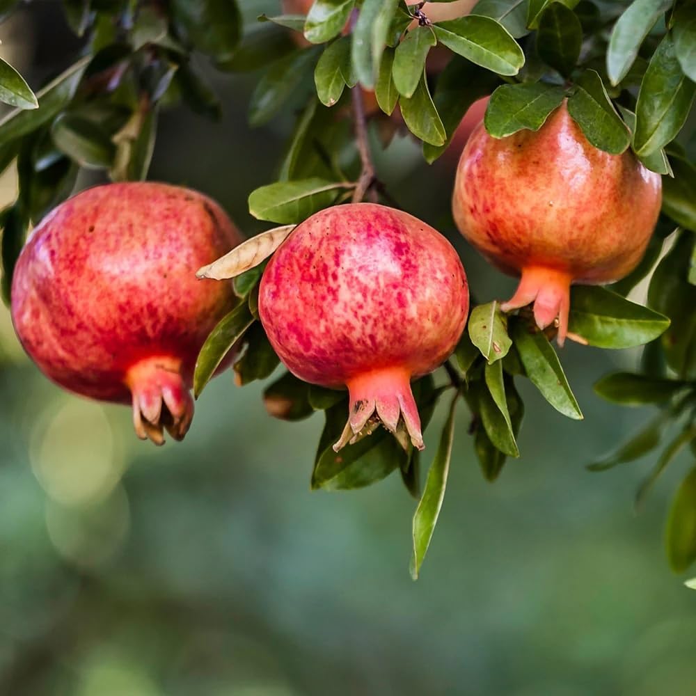 Live Pomegranate 'Wonderful' Plants (Punica Granatum 'Wonderful') - Fruit-Bearing, Drought-Tolerant, Easy to Grow (4 stevia sacs)