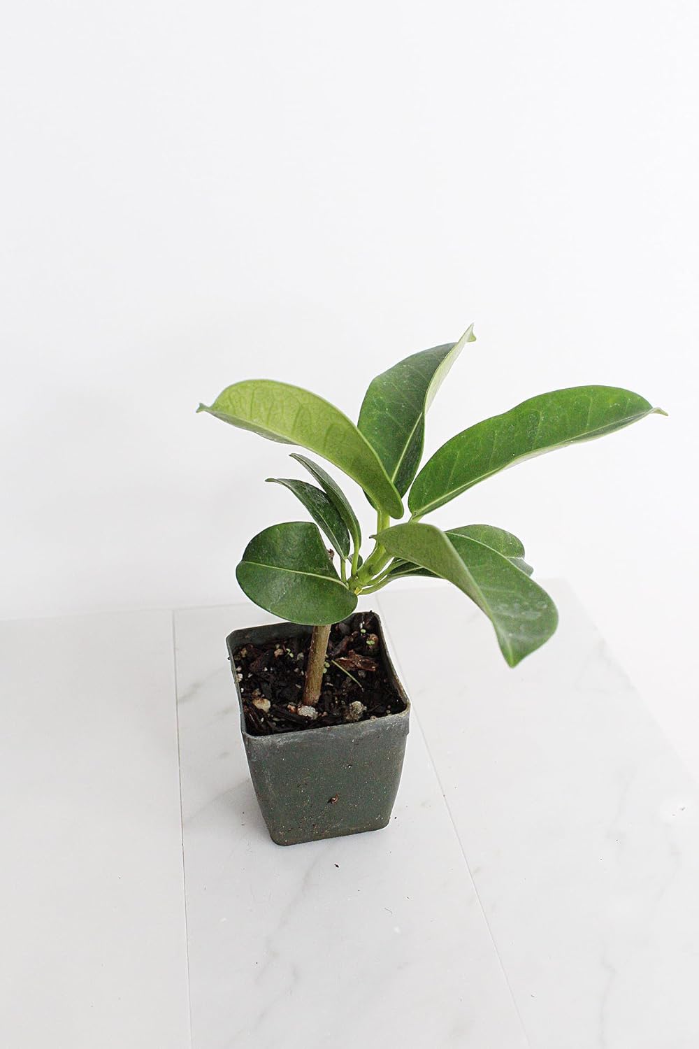 Generic Stephanotis Floribundas Madagascar Jasmine Vine | 2 inch Pot | Fairy Garden (5), green