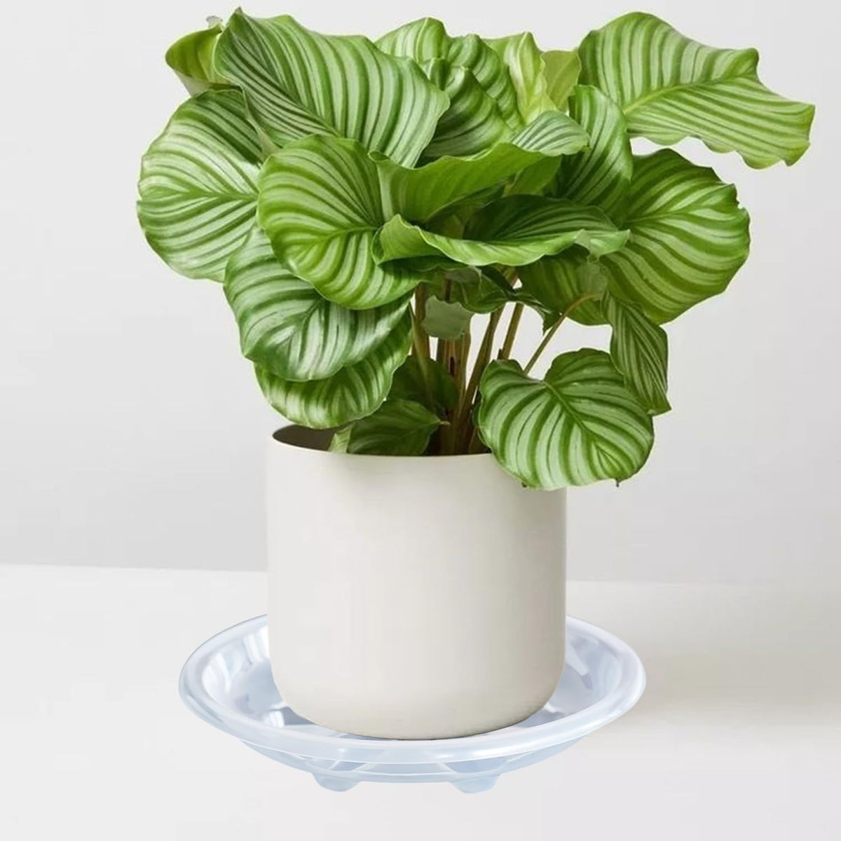 12 Pack of Plant Saucer 6 8 10 inch, Heavy Duty Clear Plastic Plant Saucers, Plant Drip Trays for Indoors Outdoor, Plant Water Plate for Planters