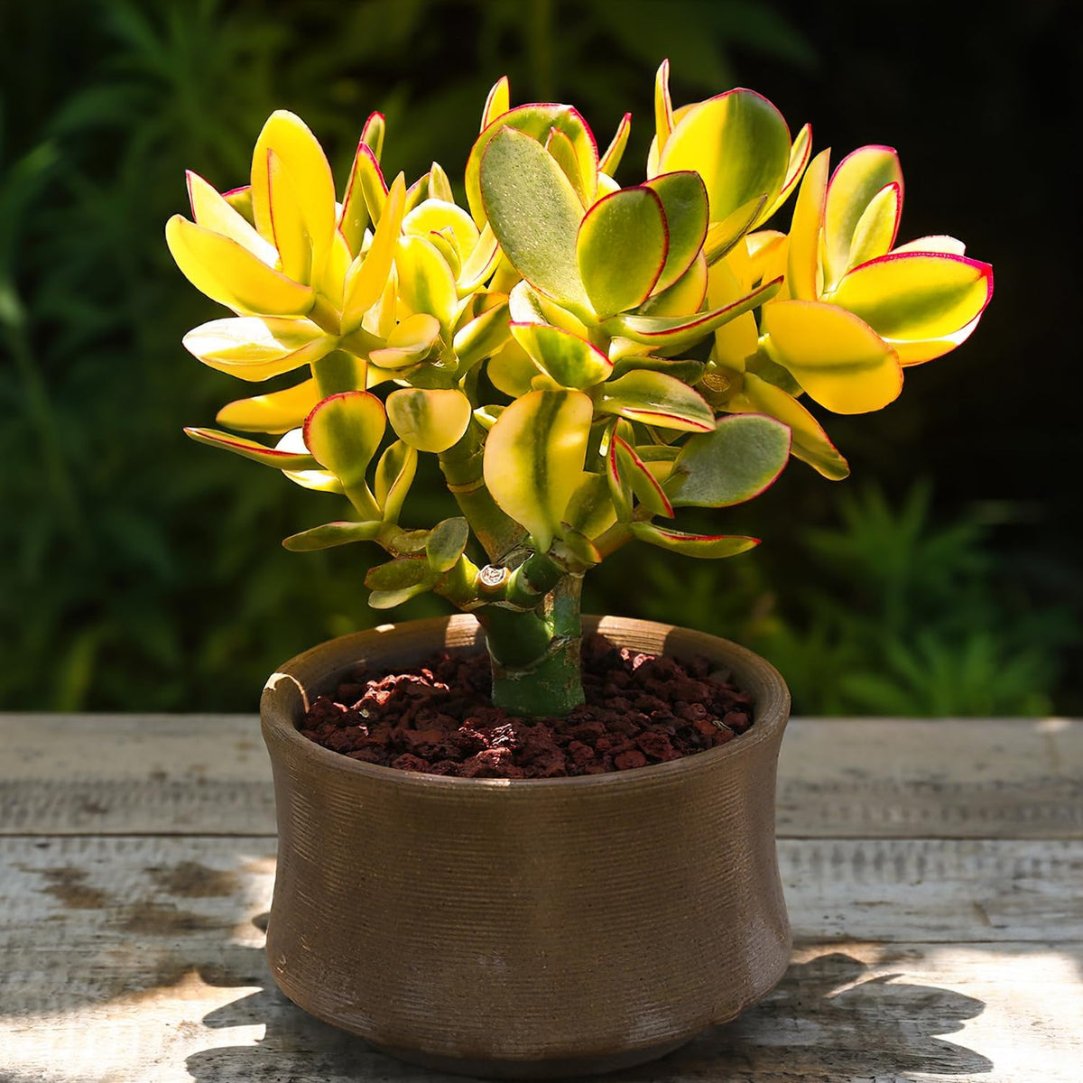 Golden Jade with White Stripe Pot, Live Crassula Ovata 'Hummel Sunset' Succulent, Rare Cute Plant, Home Office Décor