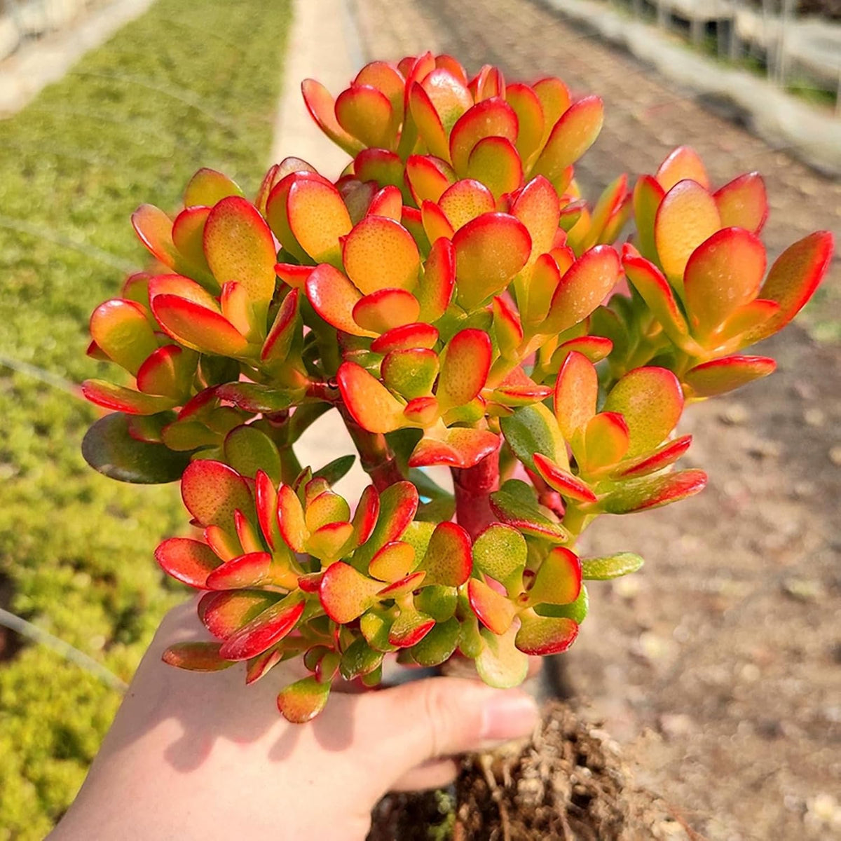 Sprout N Green Dwarf Jade - Crassula Ovata Crosby's Compact, Rare Cute Succulent Plant Fully Rooted in 2" Pot