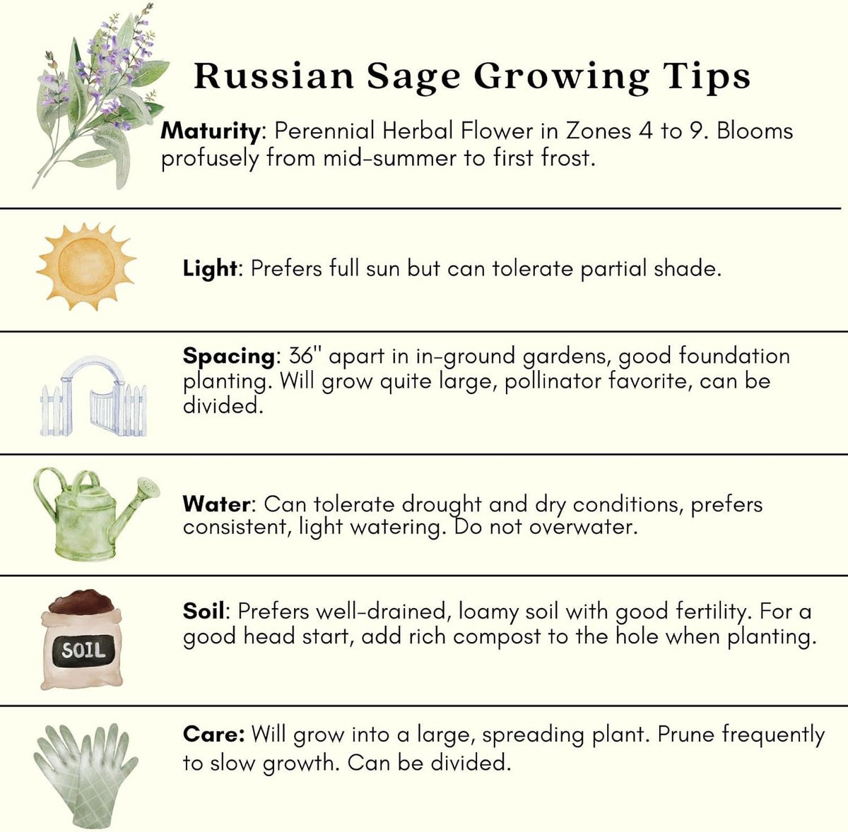 Clovers Garden Russian Sage Plants – Two (2) Live Plants – Non-GMO - Not Seeds - Each 4" to 8" Tall – in 4" Inch Pots – Hardy Flowering Perennial, Pollinator Favorite