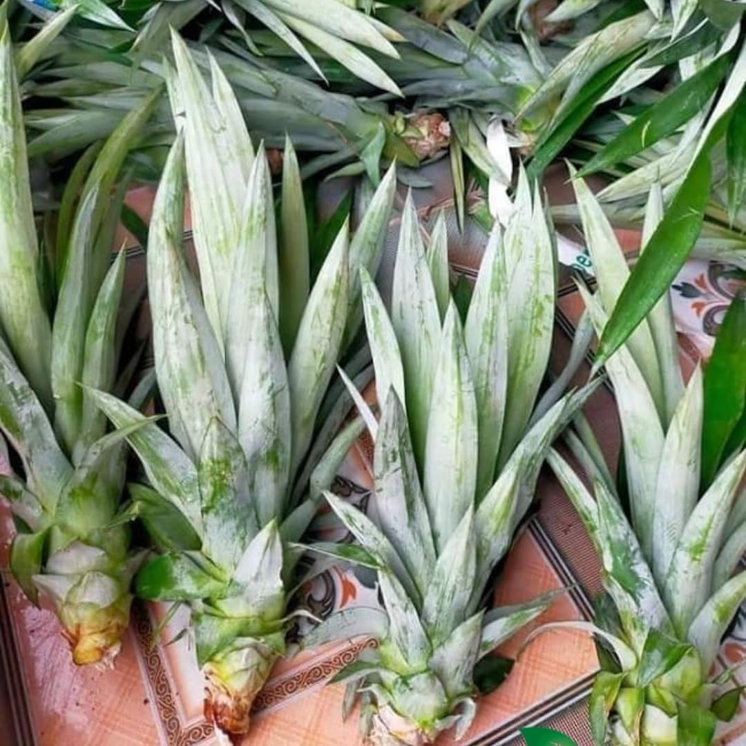 2 Sugarloaf Pineapple Plants Live Bushes Shrubs Trees for Planting Outdoor, Fragrant and Sweet Pineapple, Tropical Fruit, 5 to 7 Inces Tall, No Pot