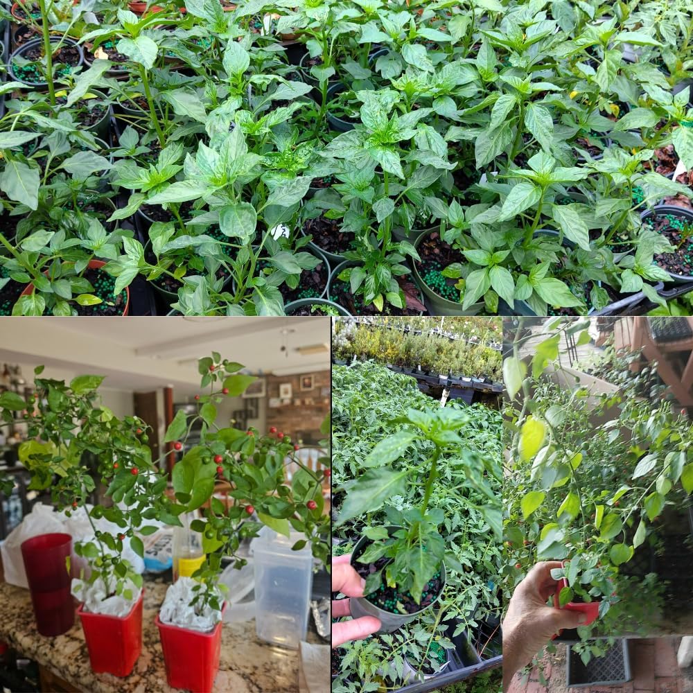 Red Bird Chile Pequin Pepper Live Plants, 100 Days Old Pepper Plant Well Rooted Seedlings, Hot Peppers for Year Round Harvesting