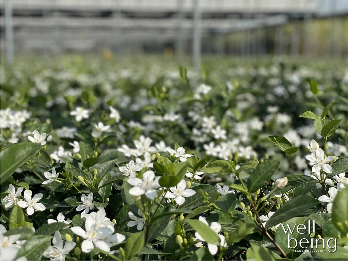 Nature's Way Farms Jasmine Asian Snow Live Plant (25-30 in. Tall) in Grower Pot