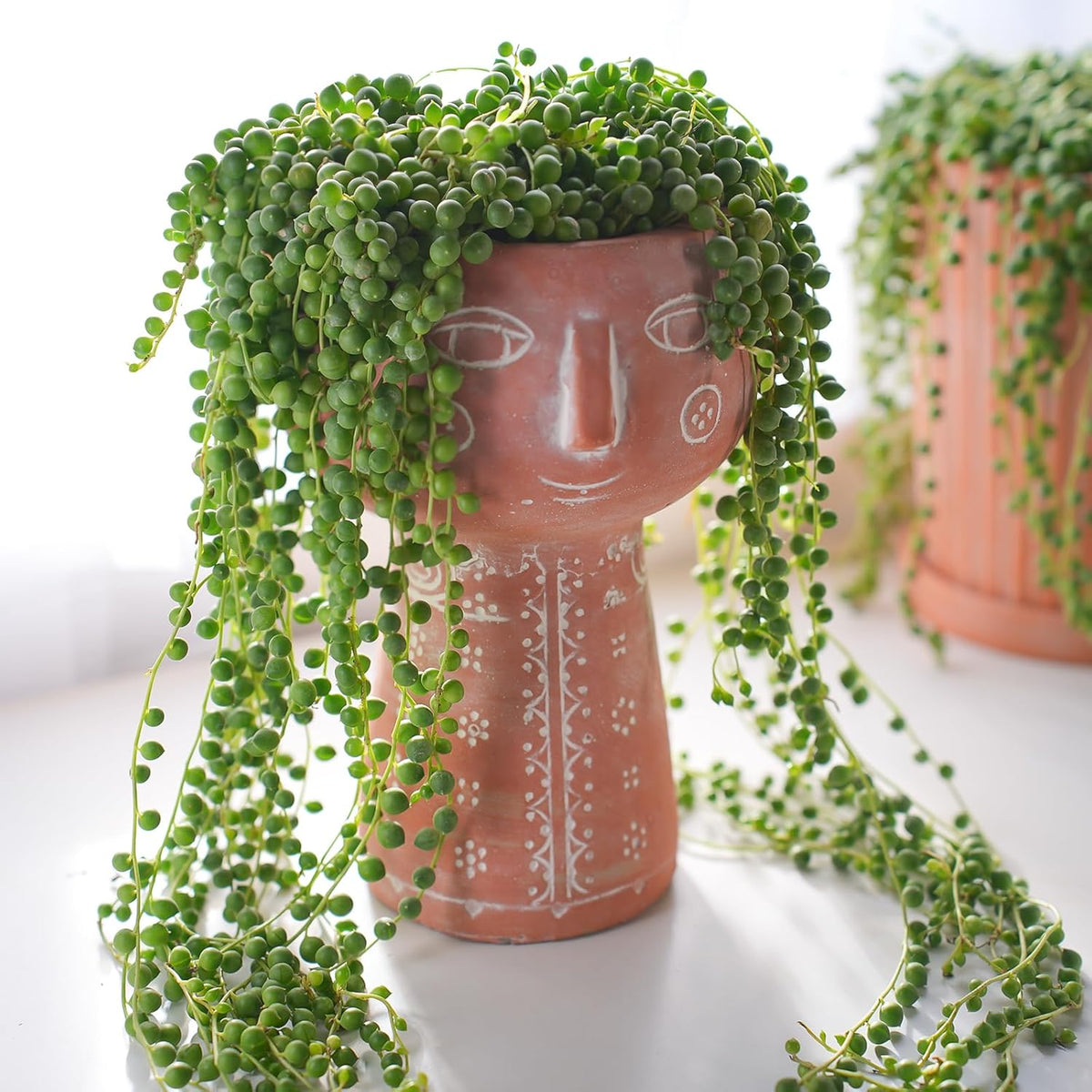 4" String of Pearls with White Stripe Pot, Live Trailing Succulent House Plant for Home Office Wedding Hanging Decoration, DIY Projects, Party Favor