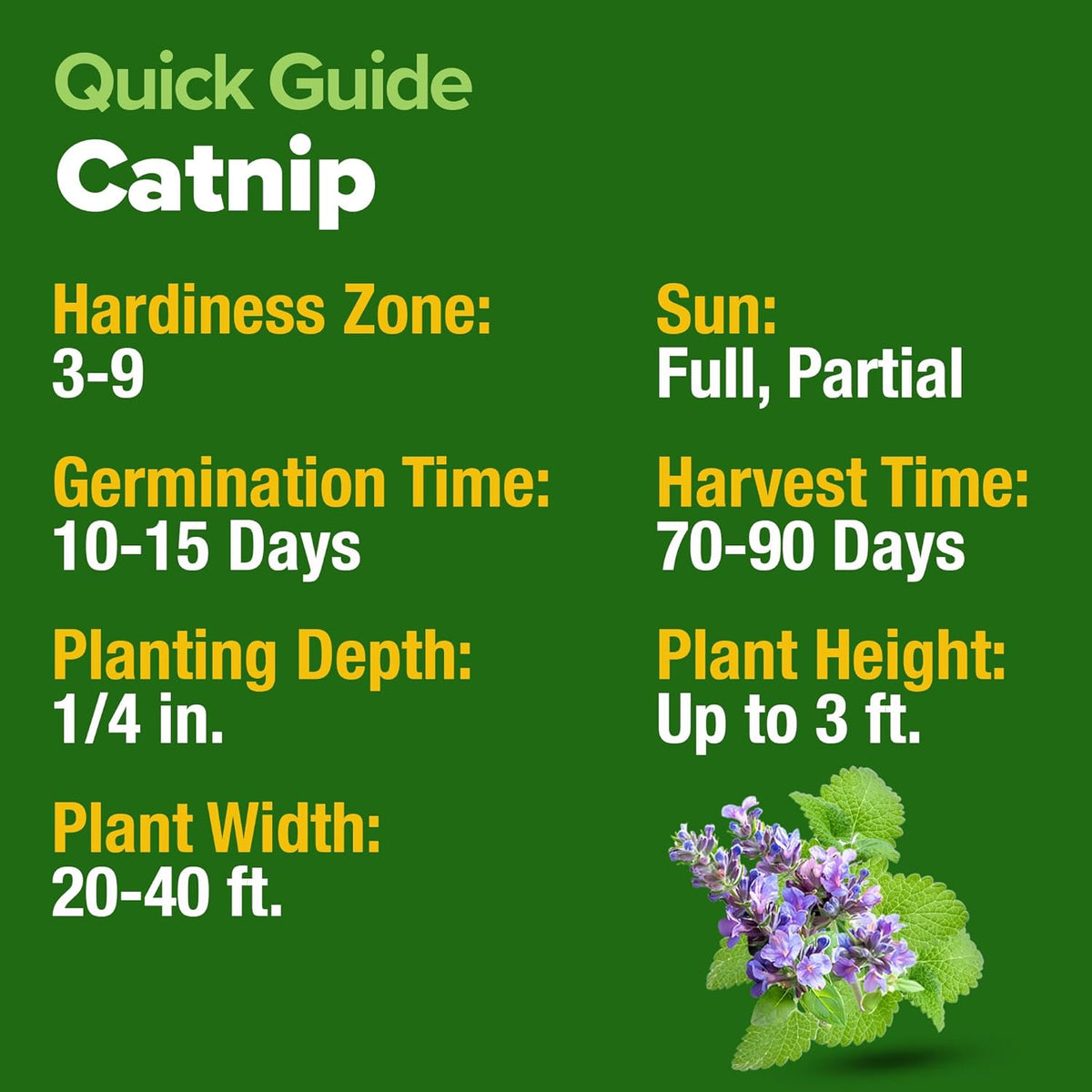 HOME GROWN π¨π¦π π£π₯ππ ππ¨π Catnip Seeds (Bulk Pack) π‘π’π‘-ππ π’ Heirloom Herb 2,116 Seeds - Indoor or Outdoor Seed - High-Germination Cat Nip - Cat Safe Plants (Nepeta cataria)