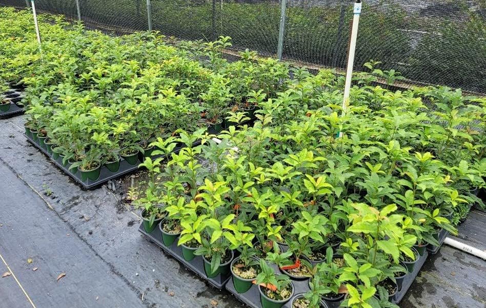 Orange Fragrant Tea Olive - Live Plants - (1 QT)