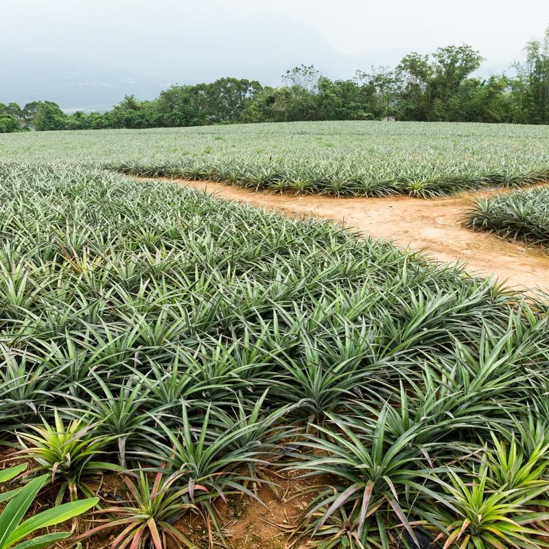 1 Gold Pineapple Plant Live for Planting, Sweet Pineapple Fruit Tree Live Plant 5 to 8 Inch Tall, Pineapple Starter Plants