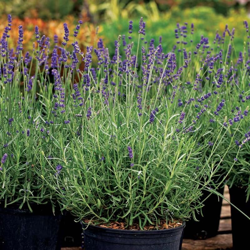 Pack 2 Provence Lavender Live Plants, Perennial Purple Lavender Flowers Shrubs, Fragrant Flower Herb for Planting 4-8 Inch