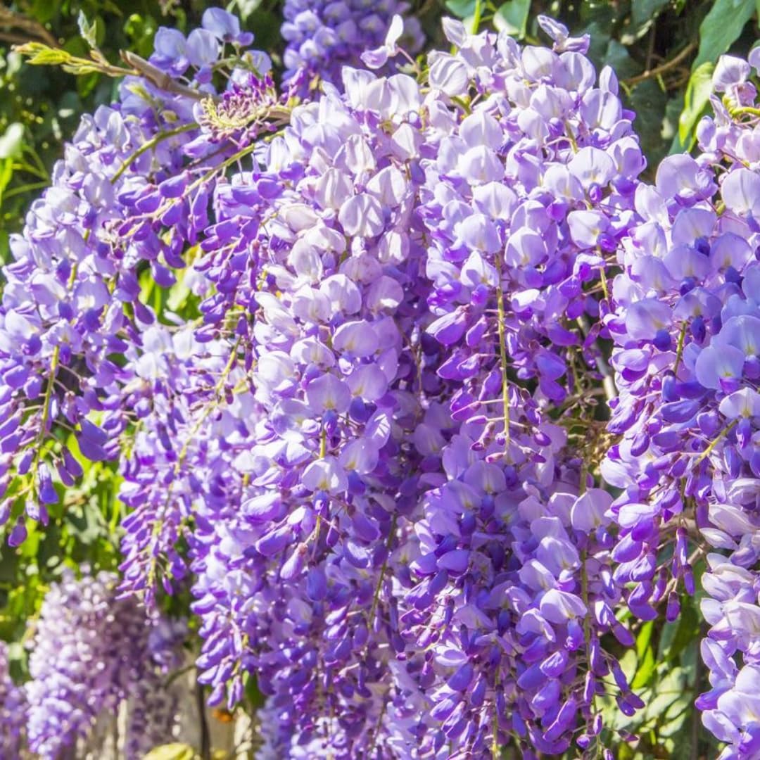 Purple Wisteria Tree Plant Live, 6 to 10 Inch Tall, 2.5 Inch Pot, Wisteria Tree Live Plant, Wisteria Live Plant, Wisteria Vine Plant