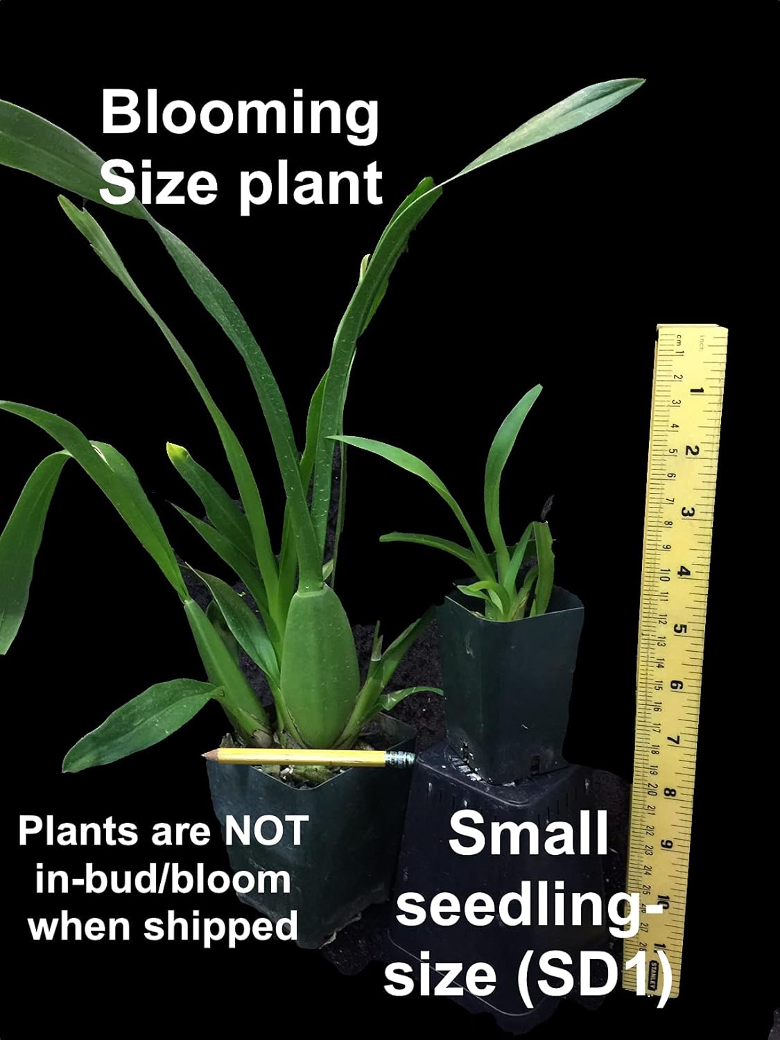 Dancing Lady Orchid - floriferous, Easy to Grow, Will Make Tall Flower Spike (NOT in-Bud/Bloom When Shipped)