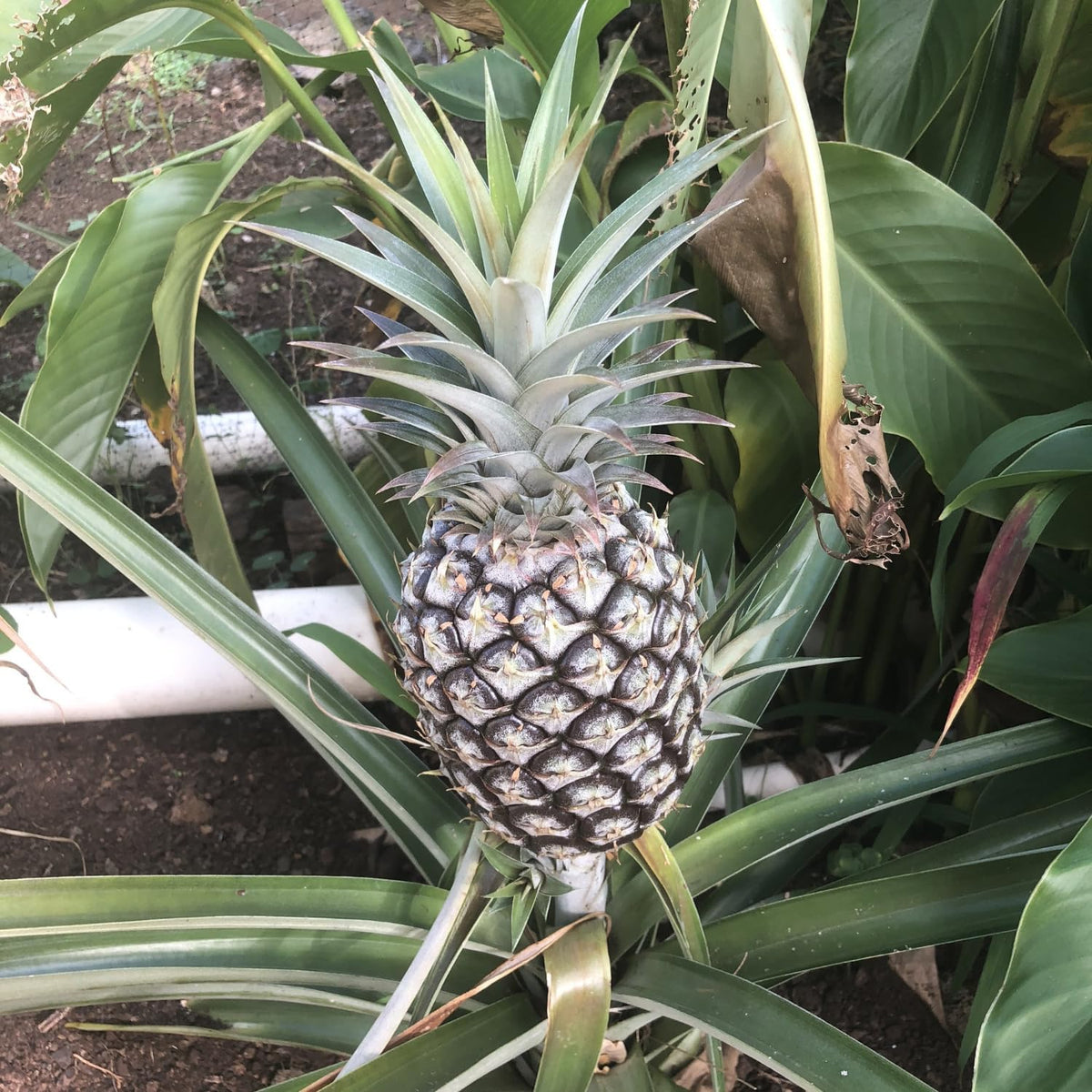 3 White Jade Pineapple Plants Live, 5-9 Inch Tall, Tropical Pineapple Fruit Tree Seedlings for Planting