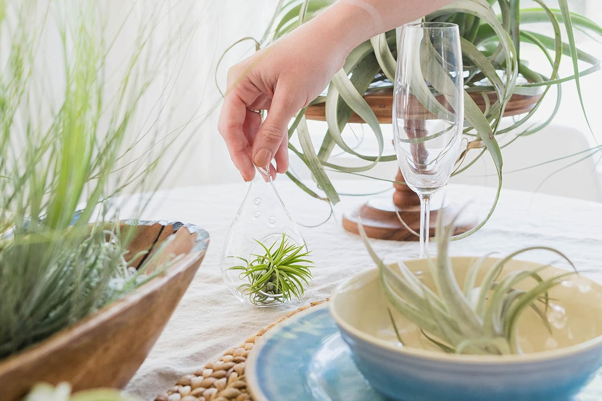12 Pack Large Air Plants Tillandsia Ionantha Guatemala - Live Succulent House Plants - Available in Wholesale and Bulk - Home and Garden Decor - Easy Care Indoor/Outdoor Air Plant