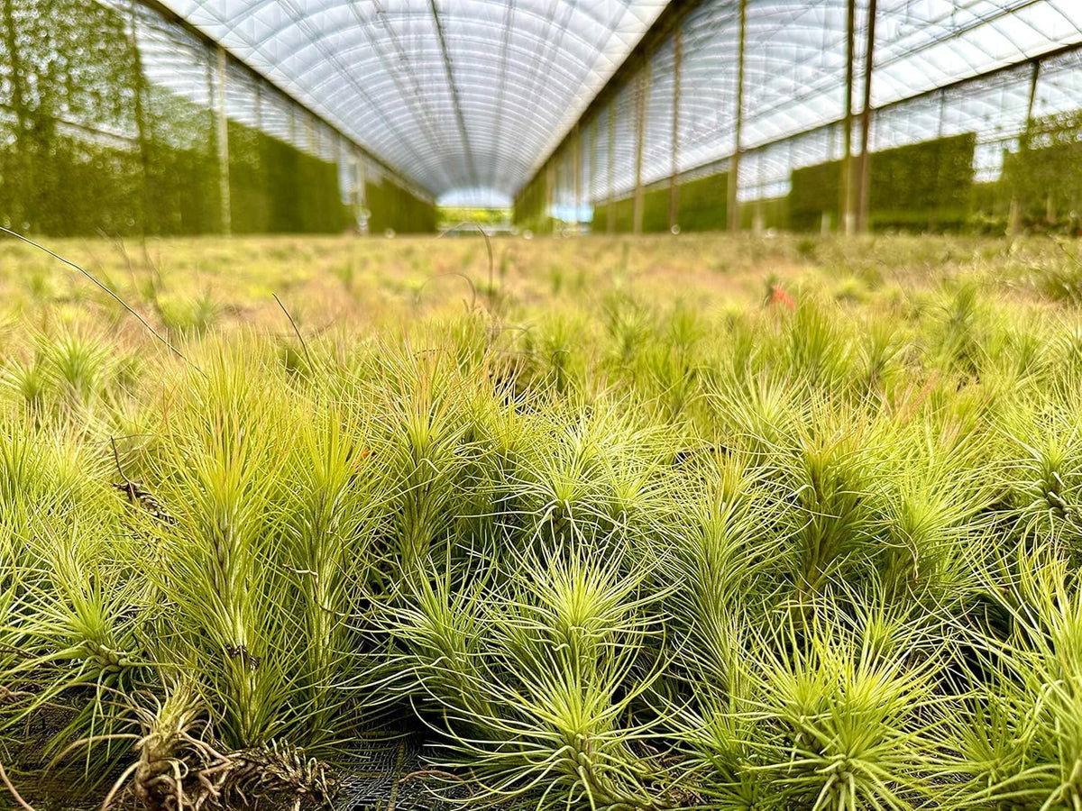 Air Plants - Tillandsia Funckiana, Large 5" - 1ct - Live Arrival Guaranteed - House Plants for Home Decor & Gift
