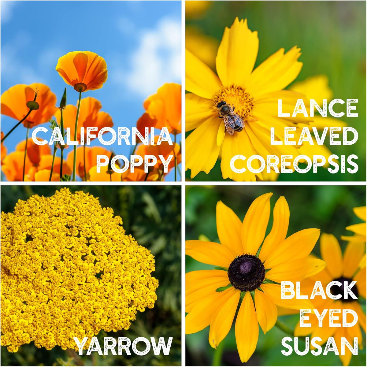 All Annual Wildflower Seeds Mix – 1 lb, 16,000+ Seeds – 21 Flower Varieties Including Poppy, Indian Blanket, Flax – Attracts Pollinators – Bulk Wildflower Seed for Planting