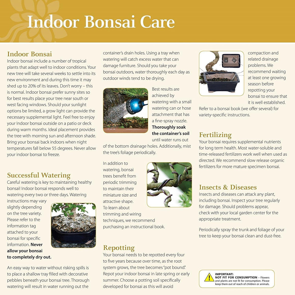 Brussel's Bonsai Live Ginseng Grafted Ficus Indoor Bonsai Tree Gift Set - Small, 4 Years, 6 to 8 in - Ceramic Bonsai Pot, Fertilizer, and Humidity Tray