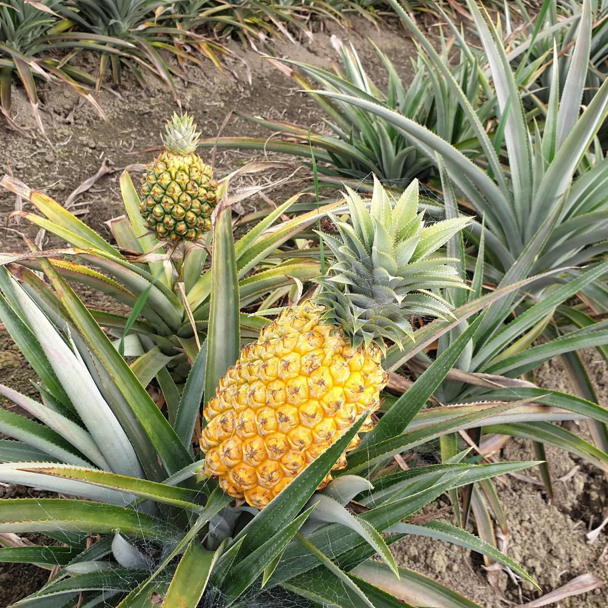 2 Elite Gold Pineapple Plants Live, 5-9 Inc Tall, Pineapple Fruit Trees Live Plants, Pineapple Seedlings