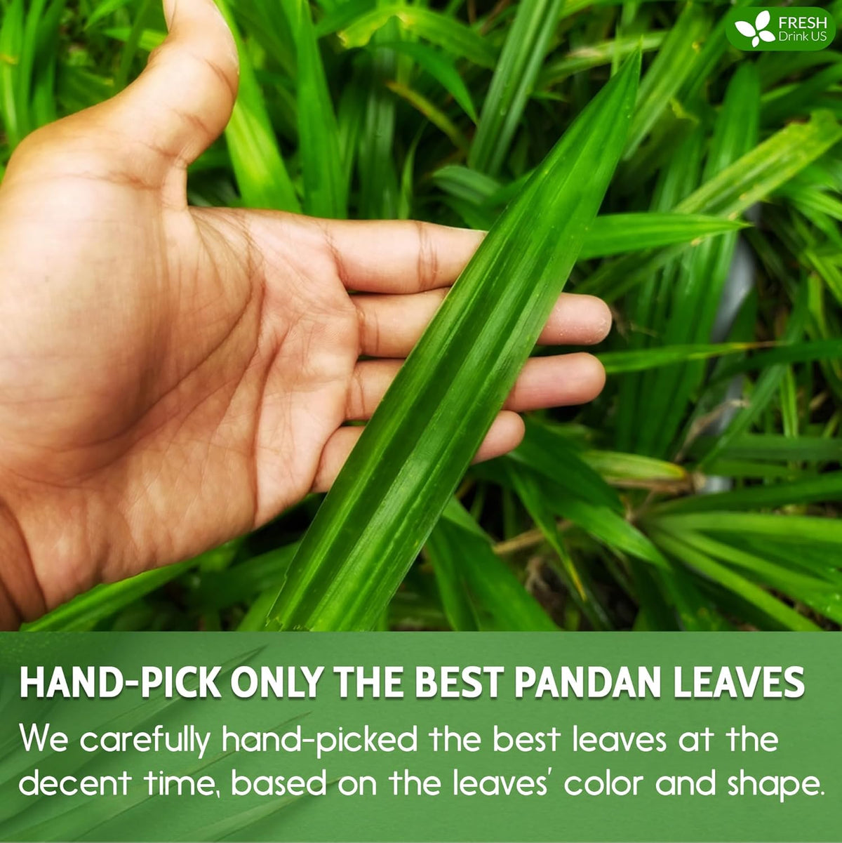FreshDrinkUS, Premium 2oz Natural Pandan Leaves Dried, 100% Pure Dried Pandan Leaves, Pandan Leaf Tea, No Additives, No Caffeine, Vegan (2 oz Dried Leaves)