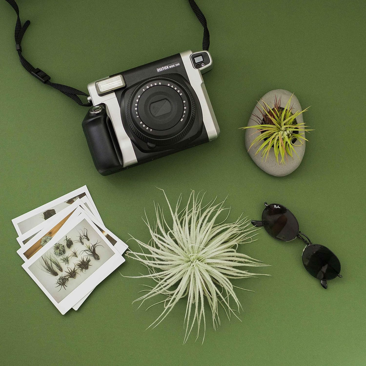 Air Plant Shop 10 Pack Rare Tectorum Ecuador Air Plants - Unique, Bright White, Nursery-Grown Tillandsia House Plant with Fuzzy Trichomes for Terrariums, Driftwood & Living Walls - Wholesale