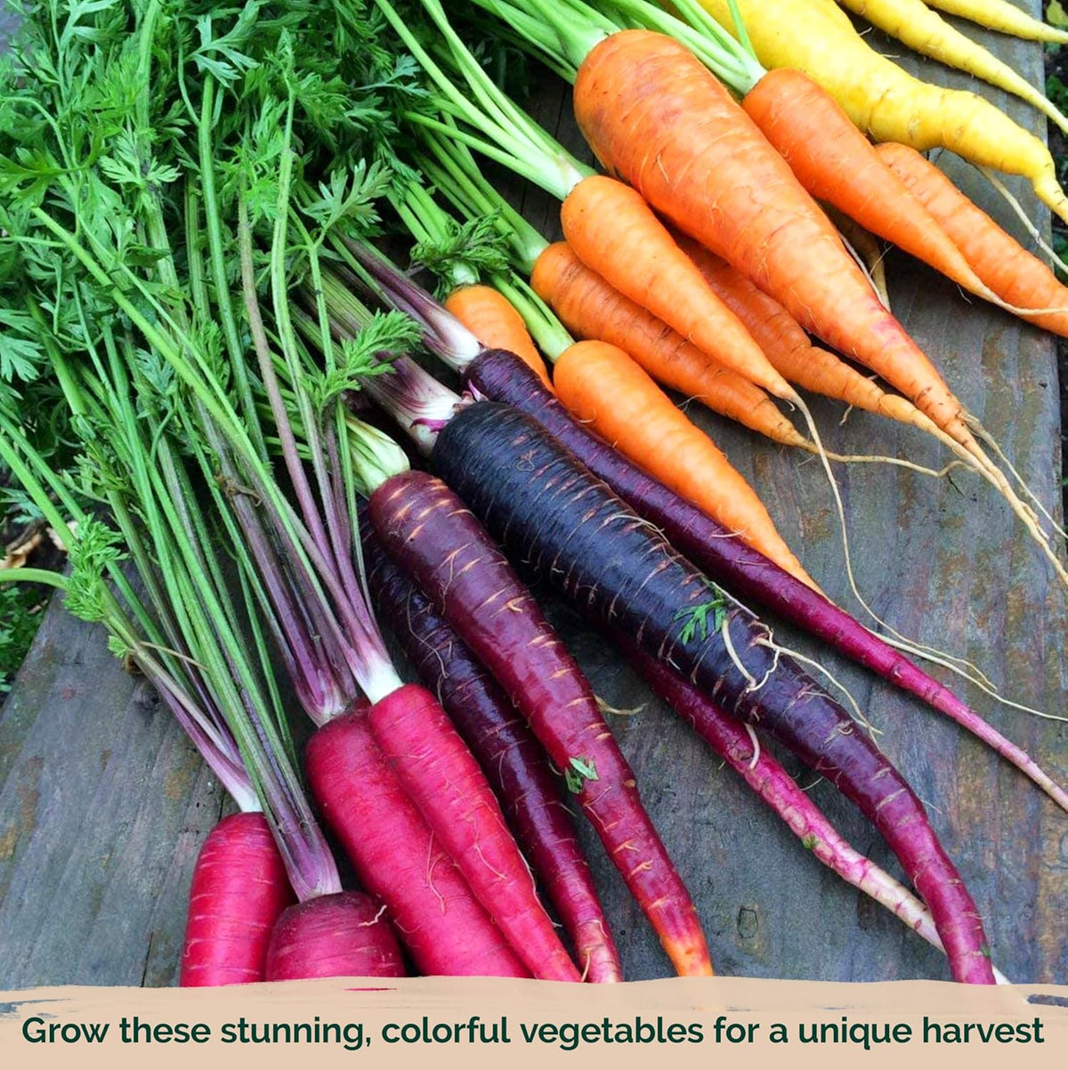 KVITER 1,000 Rainbow Carrot Seeds (Daucus Carota) - Baby Carrots Mix, Sweet & Tender Taste - Heirloom & Organic Carrots Seeds for Planting in Vegetable Garden, Raised Beds & Containers