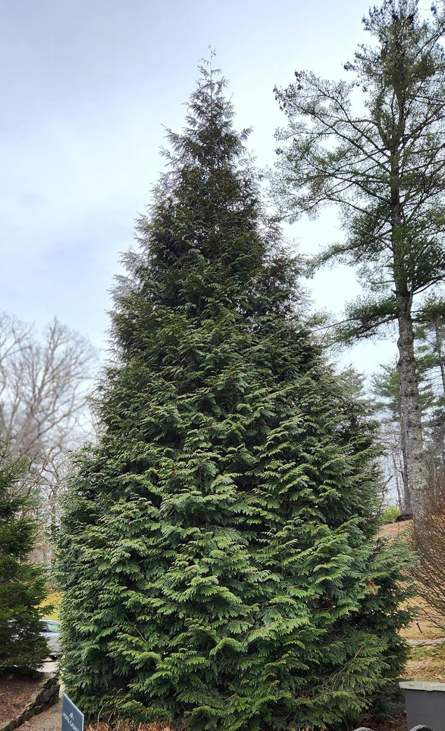 Thuja Green Giant Arborvitae Lot of 20, Quart Pot