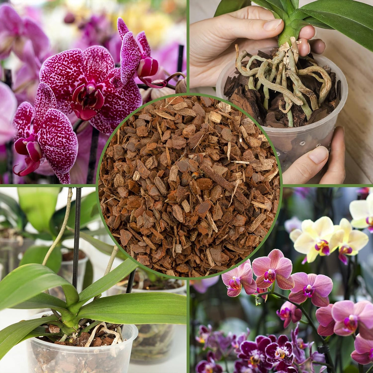 100% Organic Orchid Potting Bark (2 Quarts), All-Natural USA-Sourced Pine Bark Orchid Mix Additive
