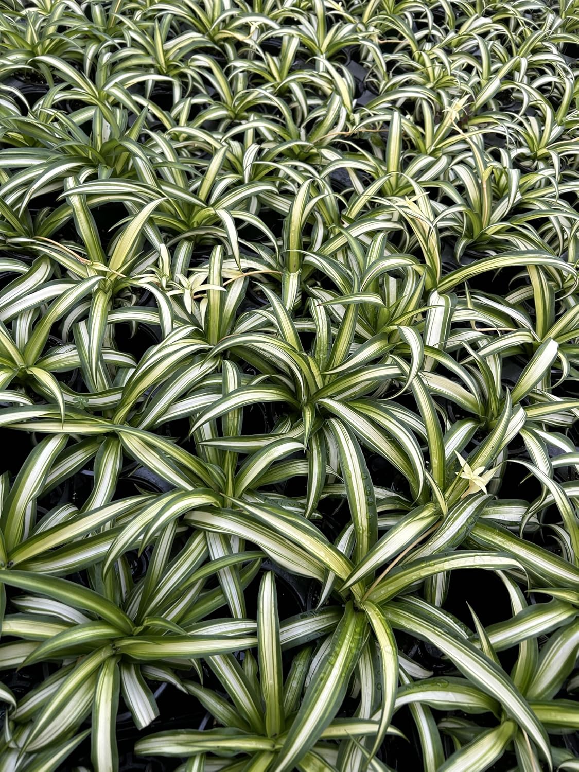 Spider Plants Live House Plants ~ Collectors Pack 6 Varieties ~ Airplane, Reverse, Hawaiian, Bonnie Curly, OG Green and Reg Green - 12 Live Starter Plants