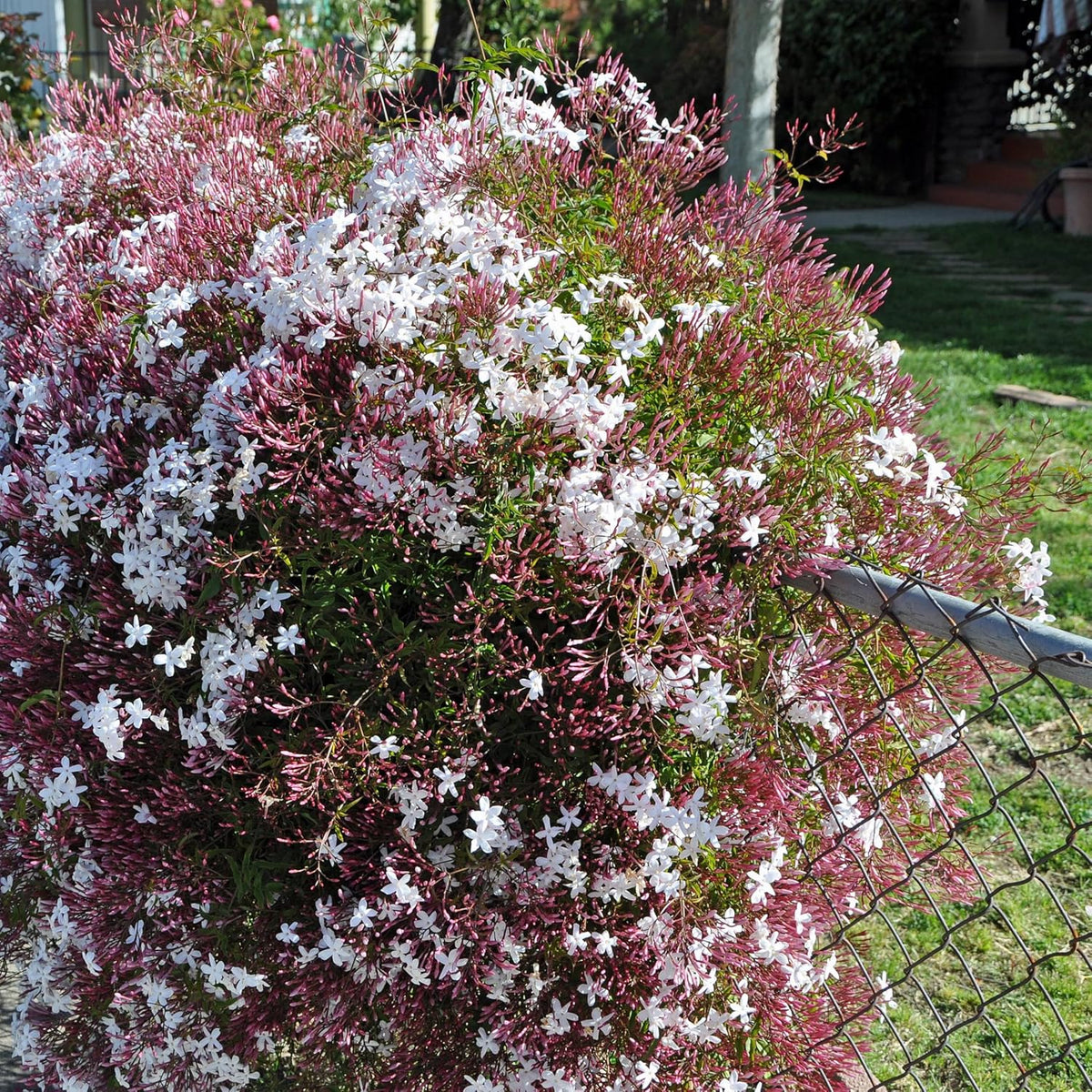 Pink Jasmine Vine - Jasminum Polyanthum - Fragrant & Blooming, Perfect for Indoor/Outdoor Decor (4 Pink jas sacs)