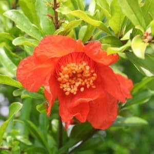 Live Dwarf Pomegranate Plant (Punica Granatum) - Compact, Ornamental Fruit Bearing Shrub, Indoor/Outdoor (2 pom-Dwarf sacs)