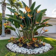 Bird of Paradise - White + Orange - Strelitzia. (2 White + 2 Orange BoP Sacs)