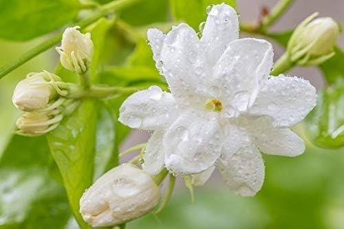 Sambac Jasmine Plant | 20 Live Plants | Jasminum Sambac | Fragrant White Blooms | Ideal for Indoor & Outdoor Planting | Aromatic Addition to Gardens & Patios | Lush & Decorative Foliage