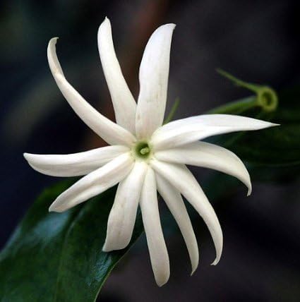 Live Angel Wing Jasmine (Jasminum Nitidum) Plants - Fragrant, White Blooming Evergreen Shrub for Any Garden (4 jas Angel Bags)