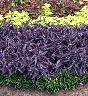 Purple Queen Tradescantia Setcresea I 3 Live Plants I Spiderwort | Lush Magenta Foliage for Striking Garden Contrast, Ideal for Ground Cover, Borders, & Containers
