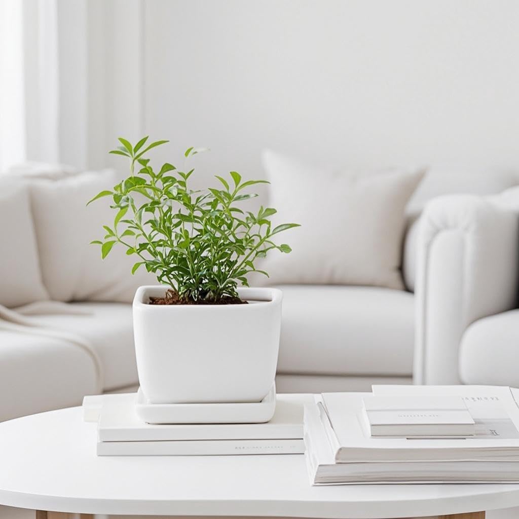 Square Plant Saucer 6 Inch 2 Pack，Plant Trays for Pots, White Ceramic Plant Saucers for Indoors Outdoors, Plant Drip Tray 4 6 8 10 12 14 Inch