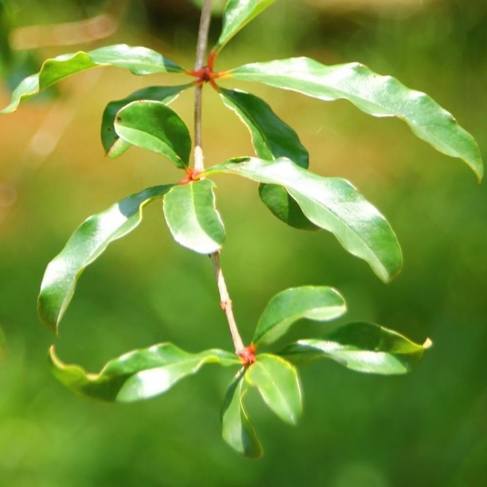 Live Dwarf Pomegranate Plant (Punica Granatum) - Compact, Ornamental Fruit Bearing Shrub, Indoor/Outdoor (2 pom-Dwarf Cups)