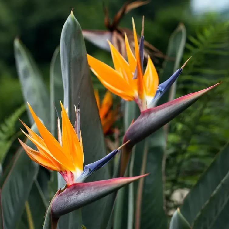 Bird of Paradise - Orange - Strelitzia Reginae. (4 Orange BoP in Sac)