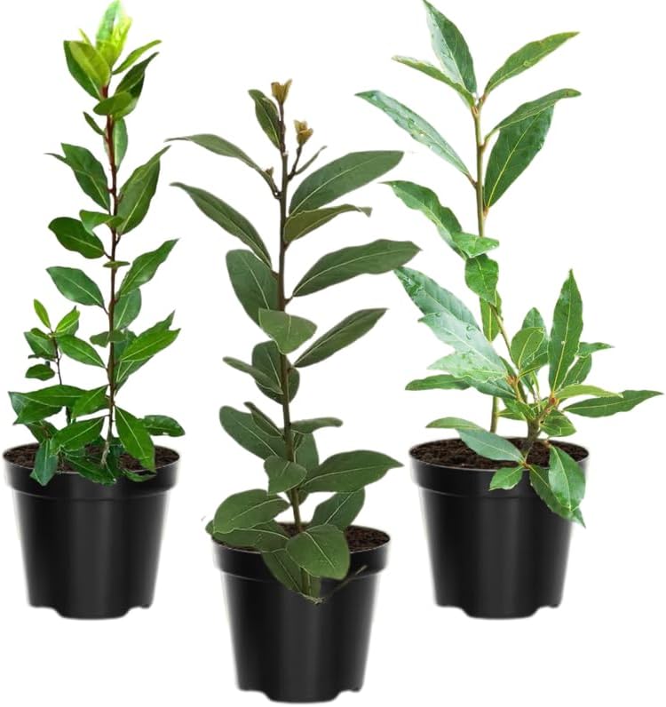 Sweet Bay Leaf Tree, Bay Laurel Laurus Nobilis Herbs, 5-8" Tall Well-Rooted for Culinary Gardens