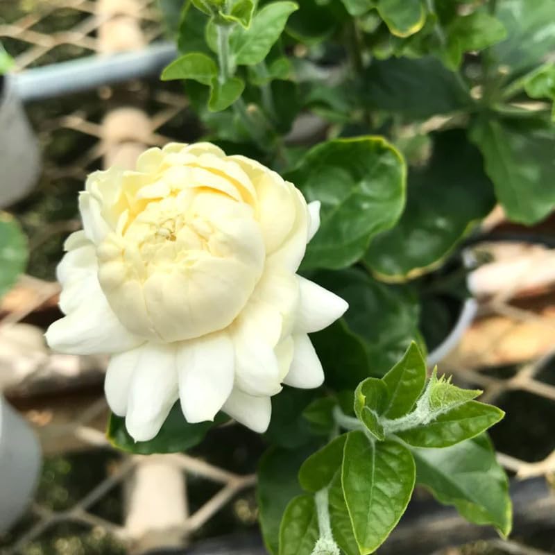 Jasmine Plant Live, Grand Duke of Tuscany Jasmine Flower Plant, 5 to 7 Inc Tall